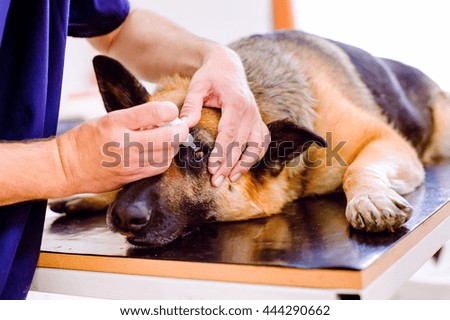 Similar – Image, Stock Photo German shepherd dog