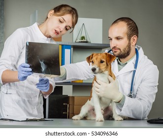 Veterinarian And Assistant In Vet Clinic At Work.