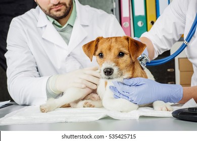 Veterinarian And Assistant In Vet Clinic At Work.