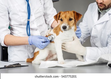 dog clinic