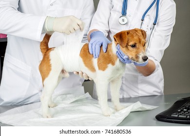 Veterinarian And Assistant In Vet Clinic At Work.