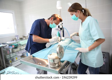 Veterinarian And Assistant Working In Surgery Room