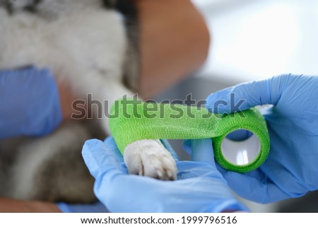 Veterinarian is bandaging dog sore paw closeup