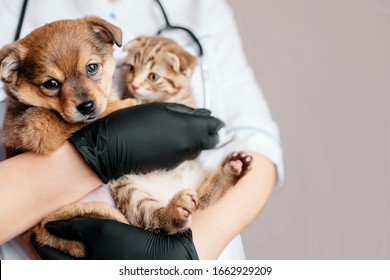 Veterinarian In Black Gloves With A Dog And A Cat In His Hands