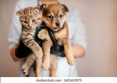 Veterinarian In Black Gloves With A Dog And A Cat In His Hands