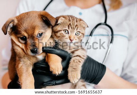 Veterinarian in black gloves with a dog and a cat in his hands