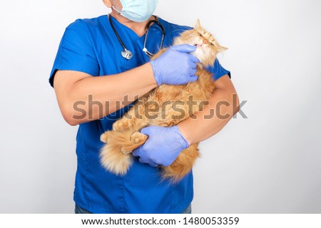 Similar – Image, Stock Photo vet in blue uniform and latex gloves