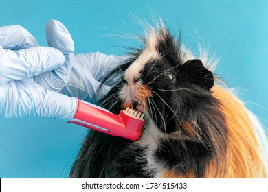 
The Veterinarian Brushes The Teeth Of A Guinea Pig.