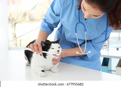 Veterinarian Brushing Cat's Teeth With Toothbrush In Animal Clinic