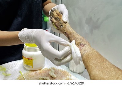 Veterinarian caring for injured dog in leg in clinic.
