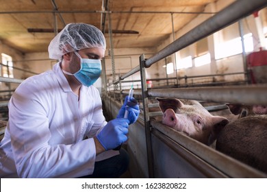 Veterinarian at cattle farm preparing to give a medicine shot injection for vaccination to the pigs at pig farm. Animals health control and care.