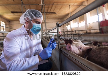 Veterinarian at cattle farm preparing to give a medicine shot injection for vaccination to the pigs at pig farm. Animals health control and care.