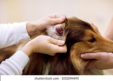 Veterinarian Check Dog's Ear At Pet Clinic, Detailed Exam  Dog's Ear