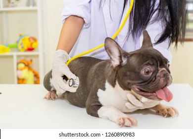 1,733 Vet french bulldog Images, Stock Photos & Vectors | Shutterstock