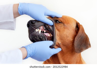Veterinarian checking dog's teeth, dog miss one tooth, dog without one tooth