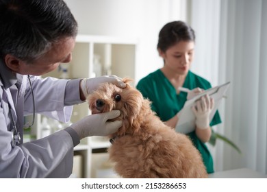 Veterinarian Checking Eyes Of Small Fluffy Dog On Table In Animal Hospital