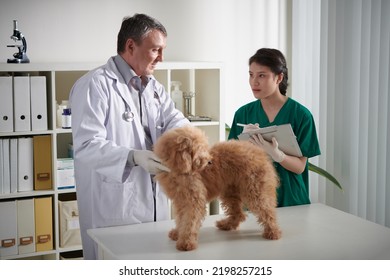 Veterinarian Checking Fur Of Small Fluffy Dog On Table In Animal Hospital When Nurse Filling Form