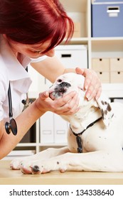 Veterinarian Checking Jaws Of An Albino Boxer Dog In Her Clinic