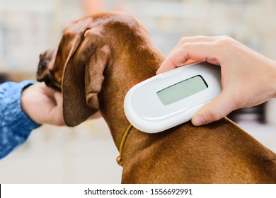 Veterinarian checking microchip implant under rhodesian ridgeback dog puppy skin in vet clinic, scanner device close up - Shutterstock ID 1556692991