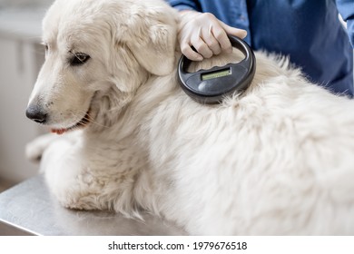 Veterinarian checking microchip implant under sheepdog dog skin in vet clinic with scanner device. Registration and indentification of pets. Animal id passport. - Shutterstock ID 1979676518