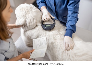 Veterinarian checking microchip implant under sheepdog dog skin in vet clinic with scanner device and owner showing a document. Registration and indentification of pets. Animal id passport.
