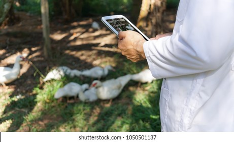 Veterinarian Is Checking Poultry Health In Farm