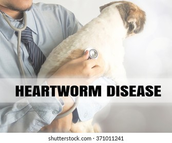 Veterinarian Checking Up Sick Dog With Stethoscope Bokeh Background Word Heart Worm Disease