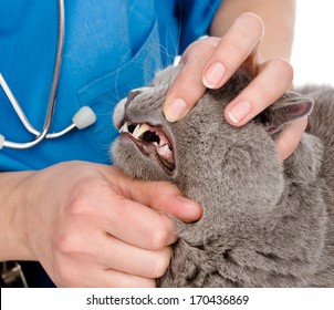 The Veterinarian Checks Teeth To A Cat