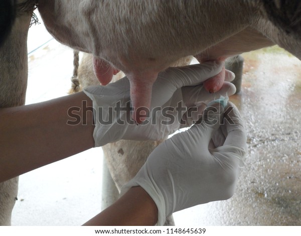 Veterinarian Cleaning Teat Alcoholdamp Before Sampling Stock Photo