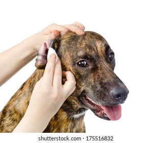 Veterinarian Cleans Ears To A Dog. Isolated On White Background