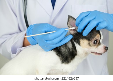 A Veterinarian Cleans The Ears Of A Small Dog. Pet Treatment Guidelines