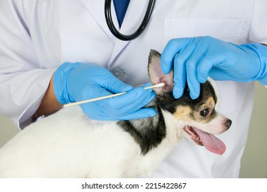 A Veterinarian Cleans The Ears Of A Small Dog. Pet Treatment Guidelines