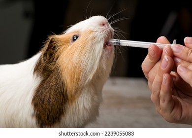 Veterinarian in the clinic gives guinea pig vitamins from syringe. Close-up - Powered by Shutterstock