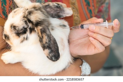 Veterinarian In Clinic Giving An Injection To A Rabbit, Animal Rabies Vaccine. Preventive Vaccination Of Rabbits With An Injection Of A Syringe And A Special Medicine Against Diseases. 