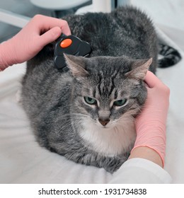 Veterinarian Combing Pet Hair On Vet Office Desk, Close Up