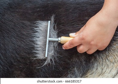 A veterinarian combs a German shepherd dog with a metal comb. - Powered by Shutterstock