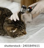 Veterinarian conducts otoscopy on a cat