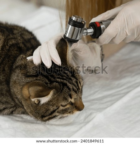 Veterinarian conducts otoscopy on a cat's ear for precise examination and care. Expert veterinary otoscopy for feline health. Skilled veterinarian examines the cat's ear using an otoscope.