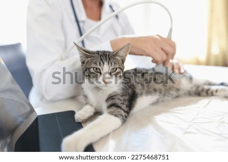 Veterinarian conducts ultrasound scan for adult cat in veterinary clinic. Doctor checking health of pets close up.