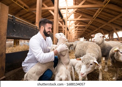 Veterinarian Connected To Animals. Curious Little Lamb Jumping On Domestic Animal Doctor.