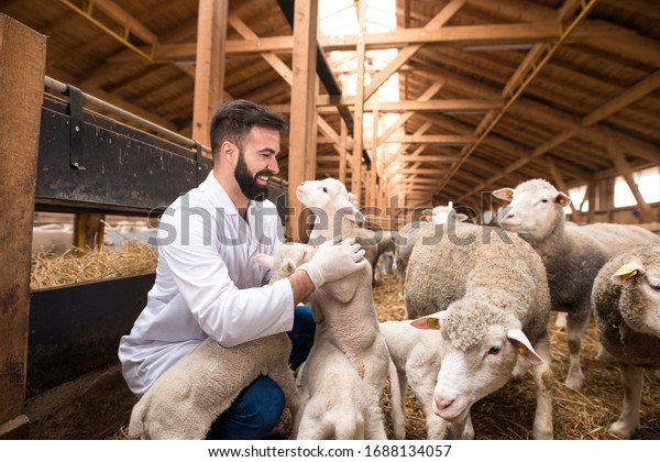 Veterinarian connected to animals. Curious\
little lamb jumping on domestic animal\
doctor.