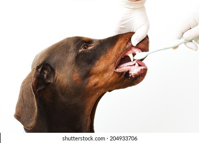 veterinarian control doberman pinscher dog cleaning teeth