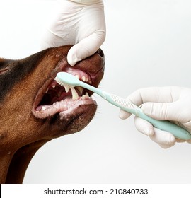 Veterinarian Control Doberman Pinscher Dog Cleaning Teeth