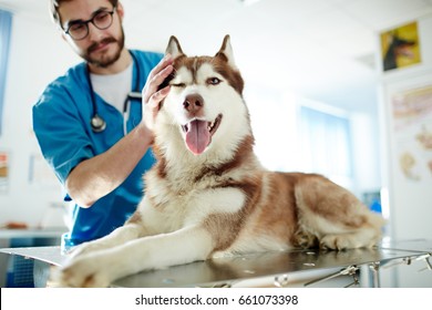 Veterinarian cuddling husky dog in clinics - Powered by Shutterstock