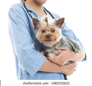 75,176 Dog vet Stock Photos, Images & Photography | Shutterstock