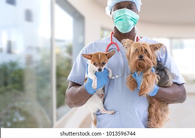 Veterinarian And Cute Pets Luxery Pet Hospital Background