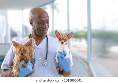 Veterinarian and cute pets luxery pet hospital background