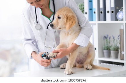 89,011 Doctor pet Images, Stock Photos & Vectors | Shutterstock