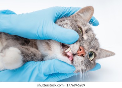 446 Cat Pain Teeth Images, Stock Photos & Vectors | Shutterstock