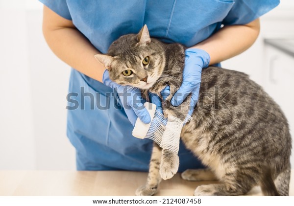 A veterinarian doctor bandaging the injured leg of a\
grey cat